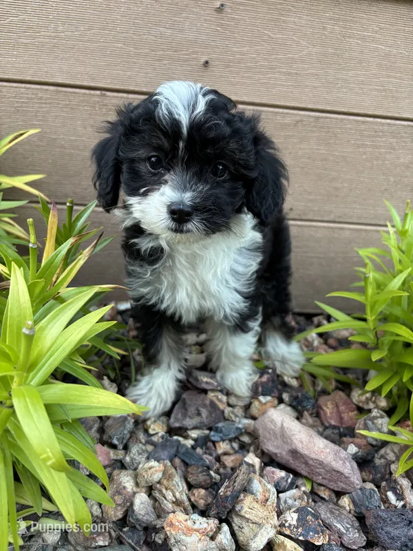 Garrett – Miniature Aussiedoodle puppy for sale in Chesterfield, MI