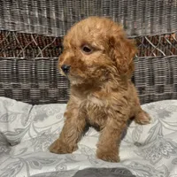 Chucky, a male Poodle - Miniature  for sale in Chesterfield, MI – 5 of 10