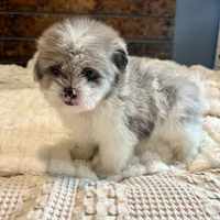 Oscar, a male Pomeranian and Shih Tzu for sale in Chesterfield, MI – 8 of 10