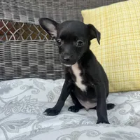 Dylan, a male Chihuahua for sale in Chesterfield, MI – 2 of 5