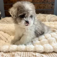 Oscar, a male Pomeranian and Shih Tzu for sale in Chesterfield, MI – 4 of 10