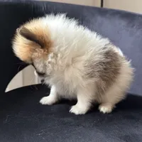 Tina , a female Pomeranian for sale in Chesterfield, MI – 4 of 6