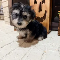 Stan, a male Maltese and Yorkshire Terrier for sale in Macomb, MI – 6 of 6