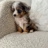Kenny, a male Miniature Aussiedoodle for sale in Chesterfield, MI – 6 of 7