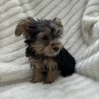 Vinny, a male Yorkshire Terrier for sale in Chesterfield, MI – 3 of 6