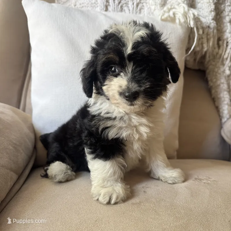 Reba – Poodle - Miniature , Miniature Australian Shepherd puppy for sale in Chesterfield, MI