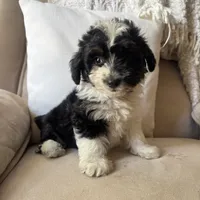 Reba, a female Poodle - Miniature  and Miniature Australian Shepherd for sale in Chesterfield, MI – 1 of 6