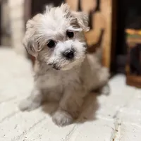 Dexter, a male Maltese and Yorkshire Terrier for sale in Macomb, MI – 1 of 8