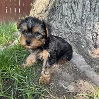 Trevor , a male Yorkshire Terrier for sale in Chesterfield, MI – 2 of 7