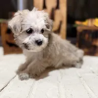 Dexter, a male Maltese and Yorkshire Terrier for sale in Macomb, MI – 3 of 8