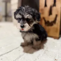 Alexa, a female Maltese and Yorkshire Terrier for sale in Macomb, MI – 2 of 9