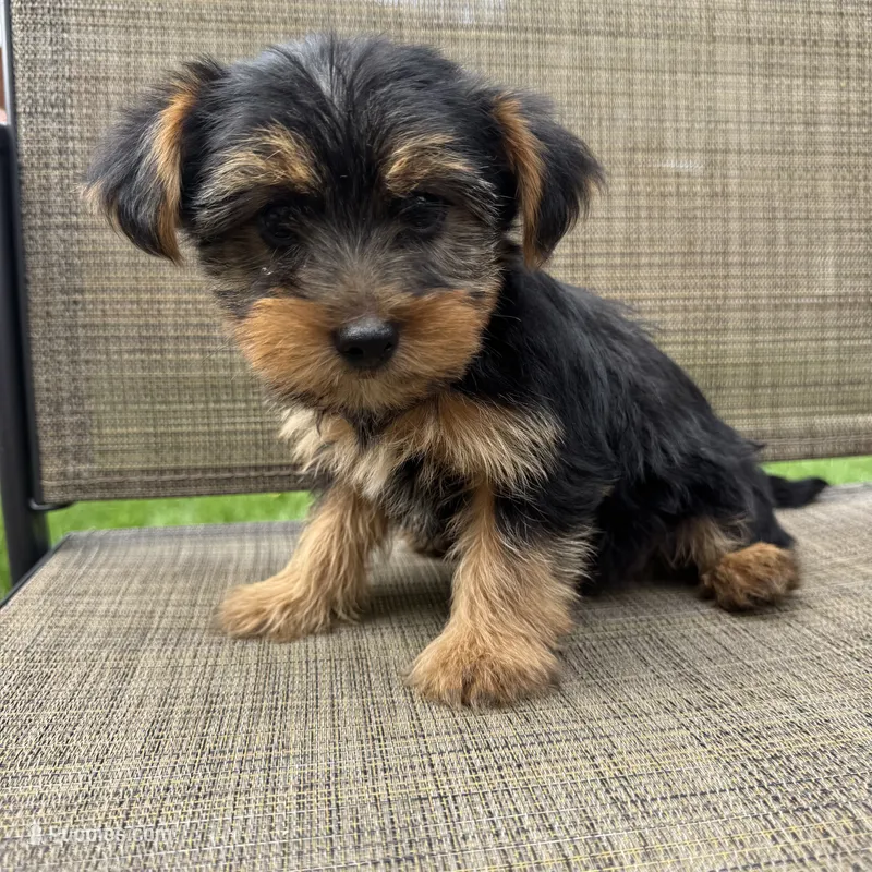 Max – Yorkshire Terrier puppy for sale in Chesterfield, MI