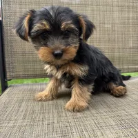 Max, a male Yorkshire Terrier for sale in Chesterfield, MI – 1 of 7