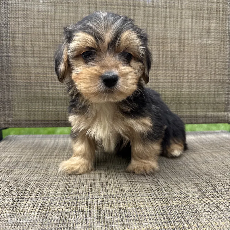 Pauly – Yorkshire Terrier puppy for sale in Chesterfield, MI