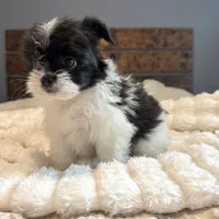 Gracie, a female Pomeranian and Shih Tzu for sale in Chesterfield, MI – 6 of 7