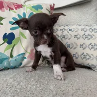 Juan, a male Chihuahua for sale in Chesterfield, MI – Photo 2 of 4