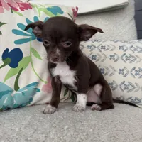 Juan, a male Chihuahua for sale in Chesterfield, MI – Photo 4 of 4