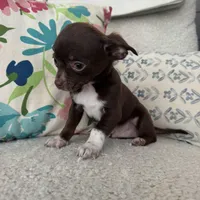 Juan, a male Chihuahua for sale in Chesterfield, MI – Photo 3 of 4