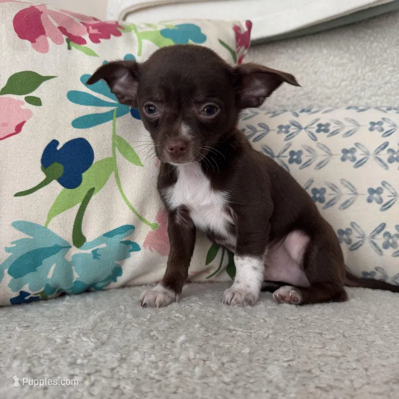 Juan – Chihuahua puppy for sale in Chesterfield, MI