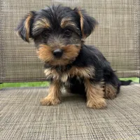 Max, a male Yorkshire Terrier for sale in Chesterfield, MI – 5 of 7