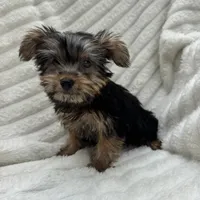 Vinny, a male Yorkshire Terrier for sale in Chesterfield, MI – 4 of 6