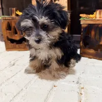 Benny, a male Morkie for sale in Macomb, MI – 3 of 7