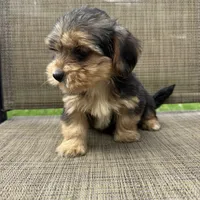 Pauly, a male Yorkshire Terrier for sale in Chesterfield, MI – 5 of 9