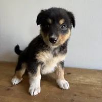 Harry, a male Australian Shepherd for sale in Chesterfield, MI – Photo 3 of 3