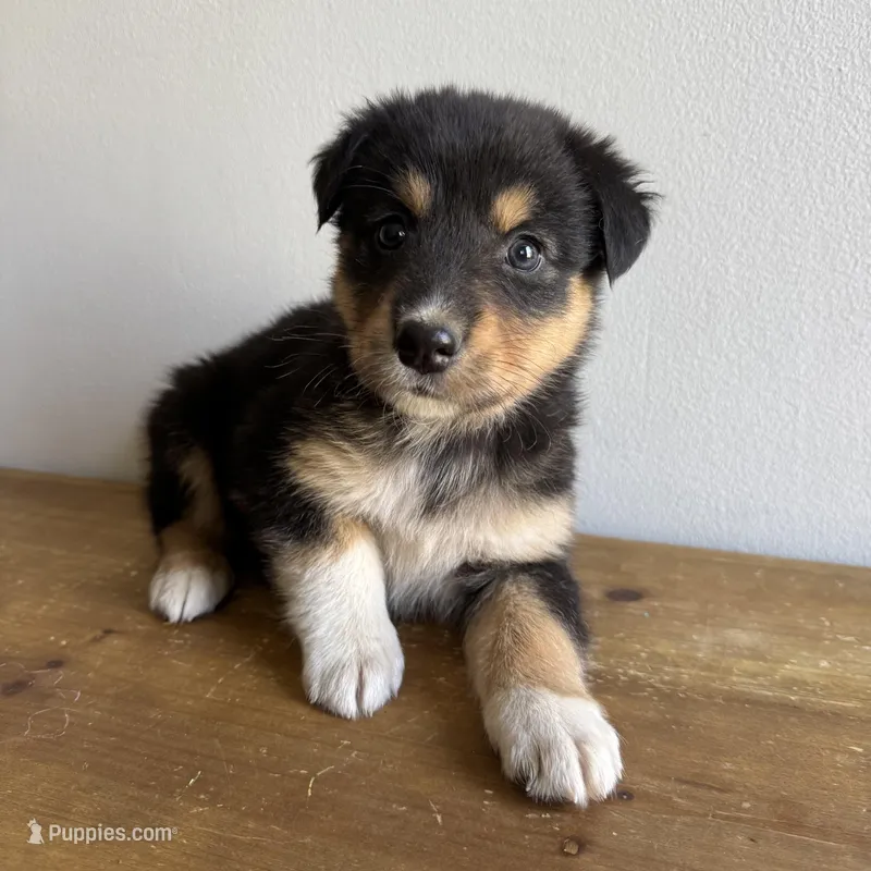 Harry – Australian Shepherd puppy for sale in Chesterfield, MI