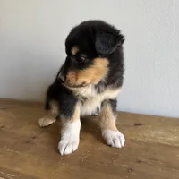 Harry, a male Australian Shepherd for sale in Chesterfield, MI – Photo 2 of 3