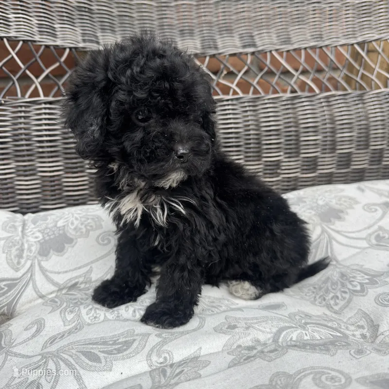 Carly – Poodle - Miniature  puppy for sale in Chesterfield, MI