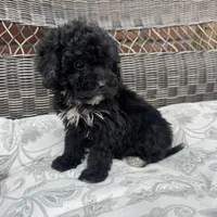 Carly, a female Poodle - Miniature  for sale in Chesterfield, MI – 4 of 7