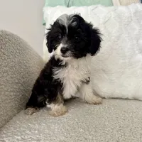 Garth, a male Miniature Aussiedoodle for sale in Chesterfield, MI – 5 of 5
