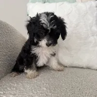 Garth, a male Miniature Aussiedoodle for sale in Chesterfield, MI – 3 of 5