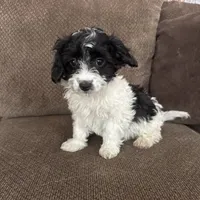 Tony, a male Havapoo for sale in Chesterfield, MI – 2 of 8