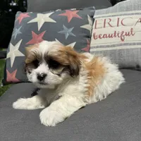 Beau, a male Shichon for sale in Chesterfield, MI – 5 of 5