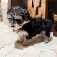 Alexa, a female Maltese and Yorkshire Terrier for sale in Macomb, MI – 4 of 9
