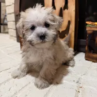 Dexter, a male Maltese and Yorkshire Terrier for sale in Macomb, MI – 7 of 8