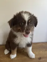 Rachel, a female Miniature Australian Shepherd for sale in Chesterfield, MI – 5 of 5