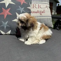Stew , a male Shichon for sale in Chesterfield, MI – 3 of 6