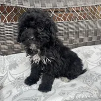 Carly, a female Poodle - Miniature  for sale in Chesterfield, MI – 5 of 7