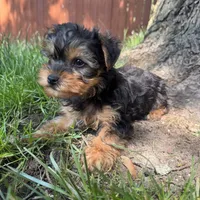 Trevor , a male Yorkshire Terrier for sale in Chesterfield, MI – 7 of 7