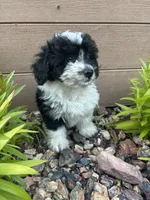 Tony , a male Havapoo for sale in Chesterfield, MI – 2 of 4