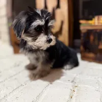 Stan, a male Maltese and Yorkshire Terrier for sale in Macomb, MI – 2 of 6
