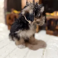 Greg, a male Morkie for sale in Macomb, MI – 4 of 8