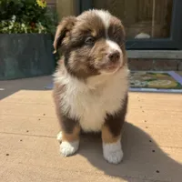 Joey, a male Miniature Australian Shepherd for sale in Chesterfield, MI – 2 of 6