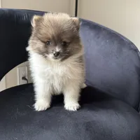 Kyle, a male Pomeranian for sale in Chesterfield, MI – 2 of 5