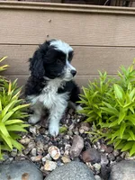 Alex, a male Miniature Aussiedoodle for sale in Chesterfield, MI – 2 of 4