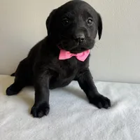 Khloe, a female Labrador Retriever for sale in Chesterfield, MI – Photo 4 of 4