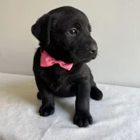 Khloe, a female Labrador Retriever for sale in Chesterfield, MI – Photo 3 of 4